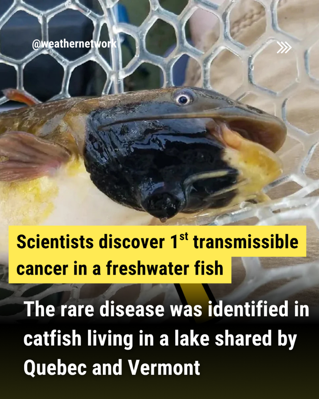 First transmissible cancer found in freshwater fish in Canada-U.S. lake