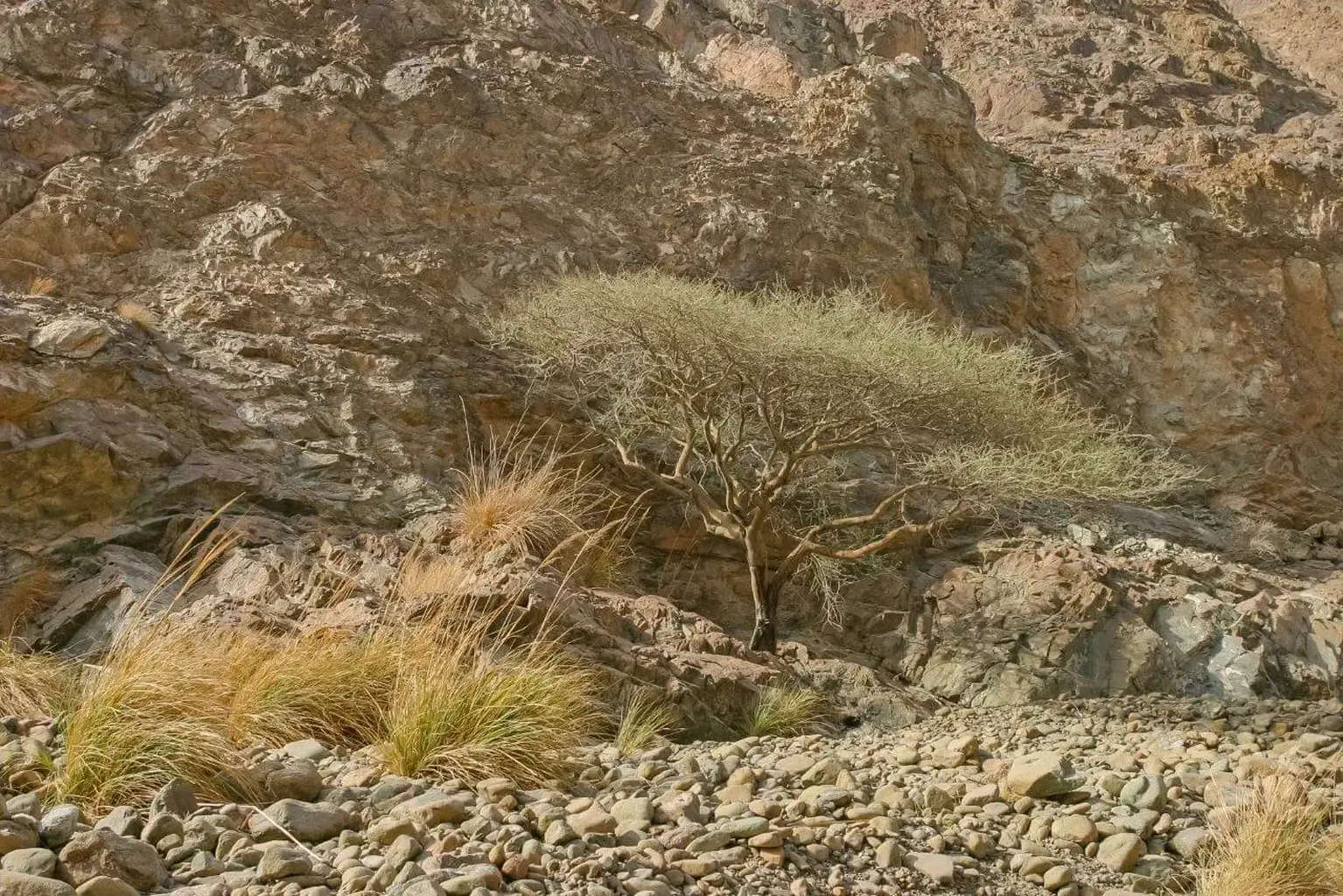 Wadi Wurayah Joins UNESCO World Heritage List: A Hidden Piece of Fujairah Finally Shines