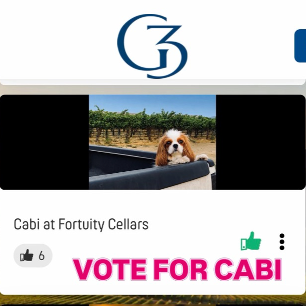 Vote for Cabi (wine dog calendar)