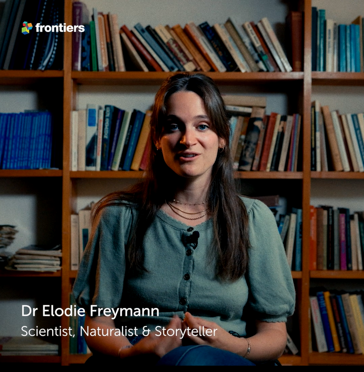 How scientists learned chimpanzees treat wounds