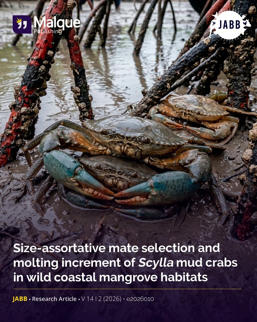 🦀 A crab, a shell, and the rules no one taught it