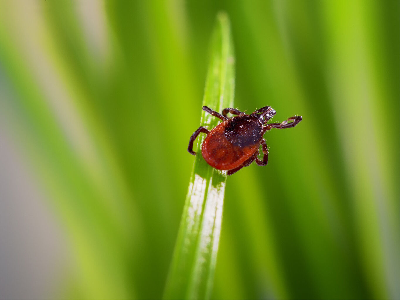 Tick Bite Prevention