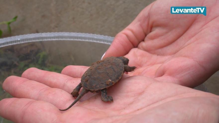 Los ni&ntilde;os de la escuela de verano de BIOPARC Valencia devuelven a las tortugas acu&aacute;ticas a su h&aacute;bitat