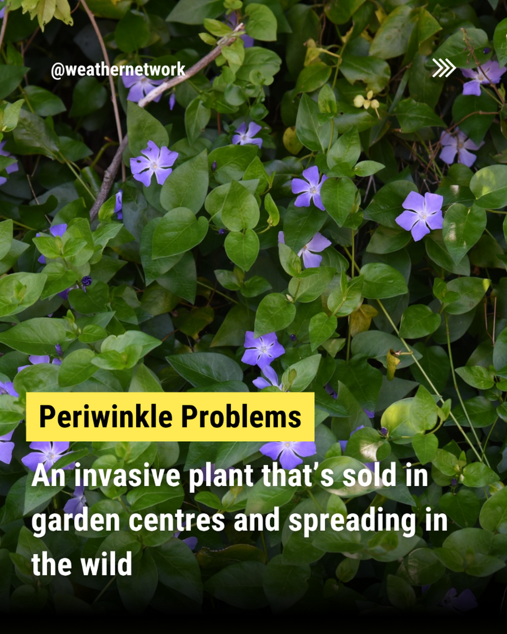 An invasive plant that&rsquo;s sold in garden centres and spreading in the wild