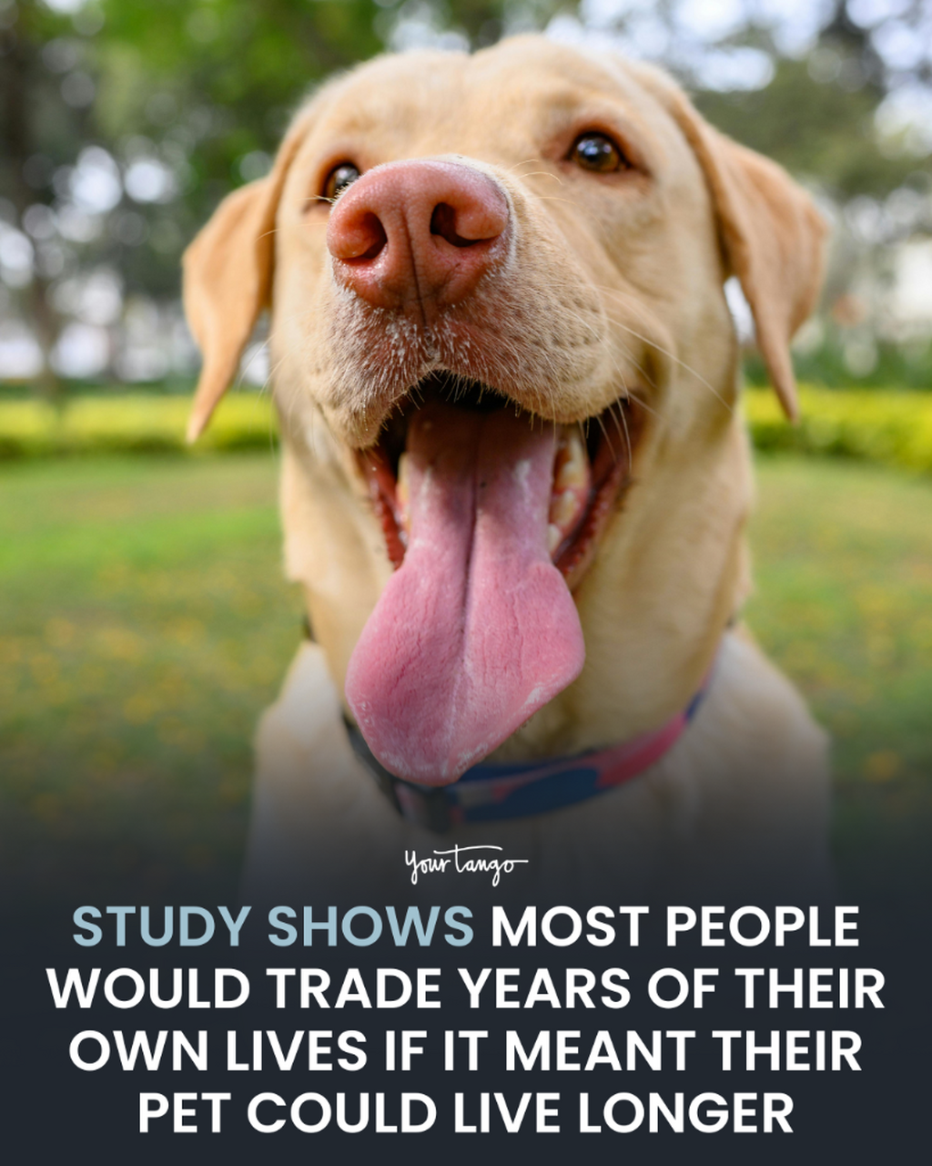 Study Finds The Extreme Lengths More Than Half Of Pet Owners Would Go To Ensure Their Furry Friends Live Longer