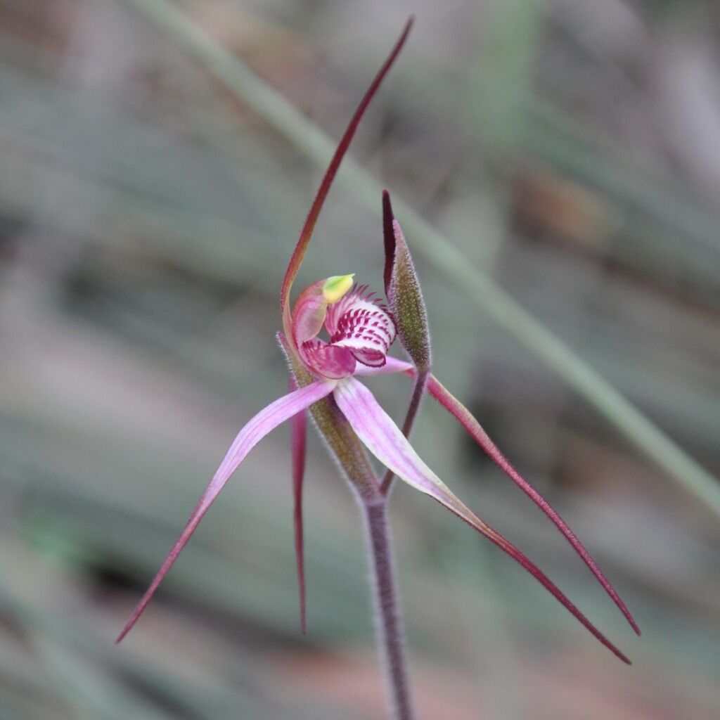 🌼Orchid shade house tours