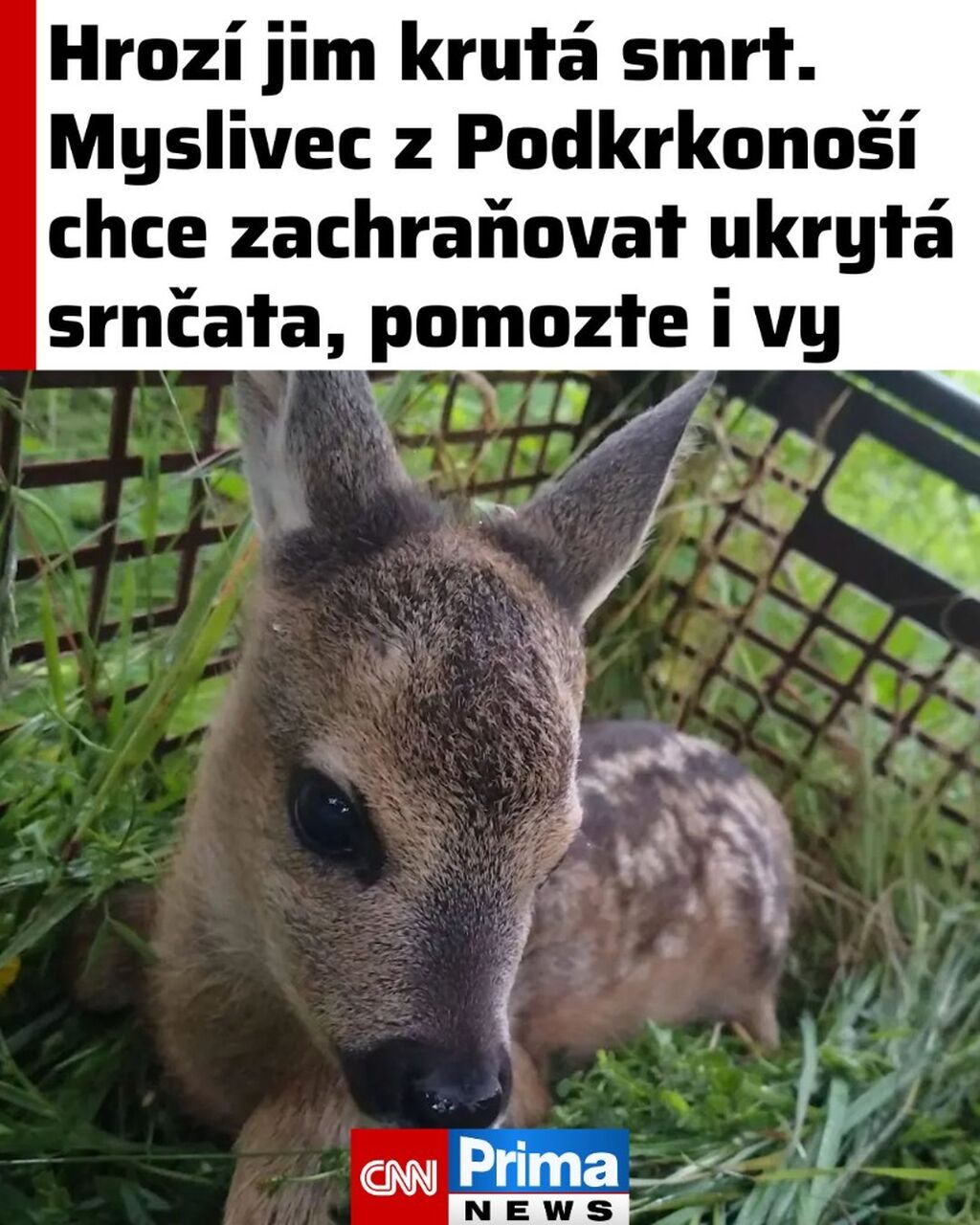 Hroz&iacute; jim krut&aacute; smrt. Myslivec z Podkrkono&scaron;&iacute; chce zachraňovat ukryt&aacute; srnčata, pomozte i vy