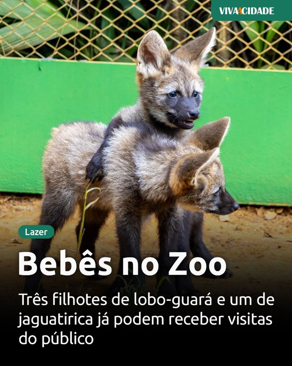 Beb&ecirc;s no Zoo