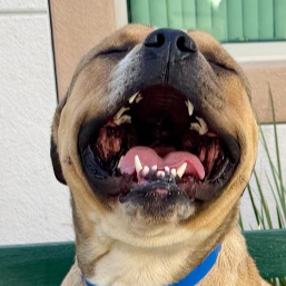 Donate To Our Transport Fund (Help Send Pets Across The Country)