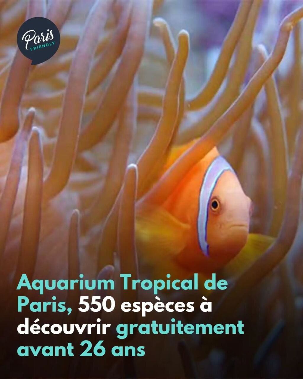 L'Aquarium tropical, des piranhas aux crocodiles... gratuit pour les -26 ans !