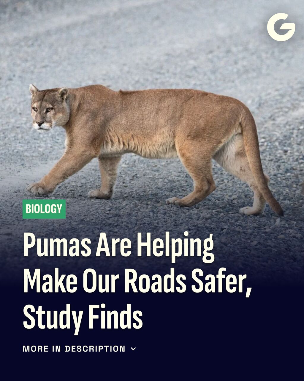 Pumas Are Helping Make Our Roads Safer, Study Finds