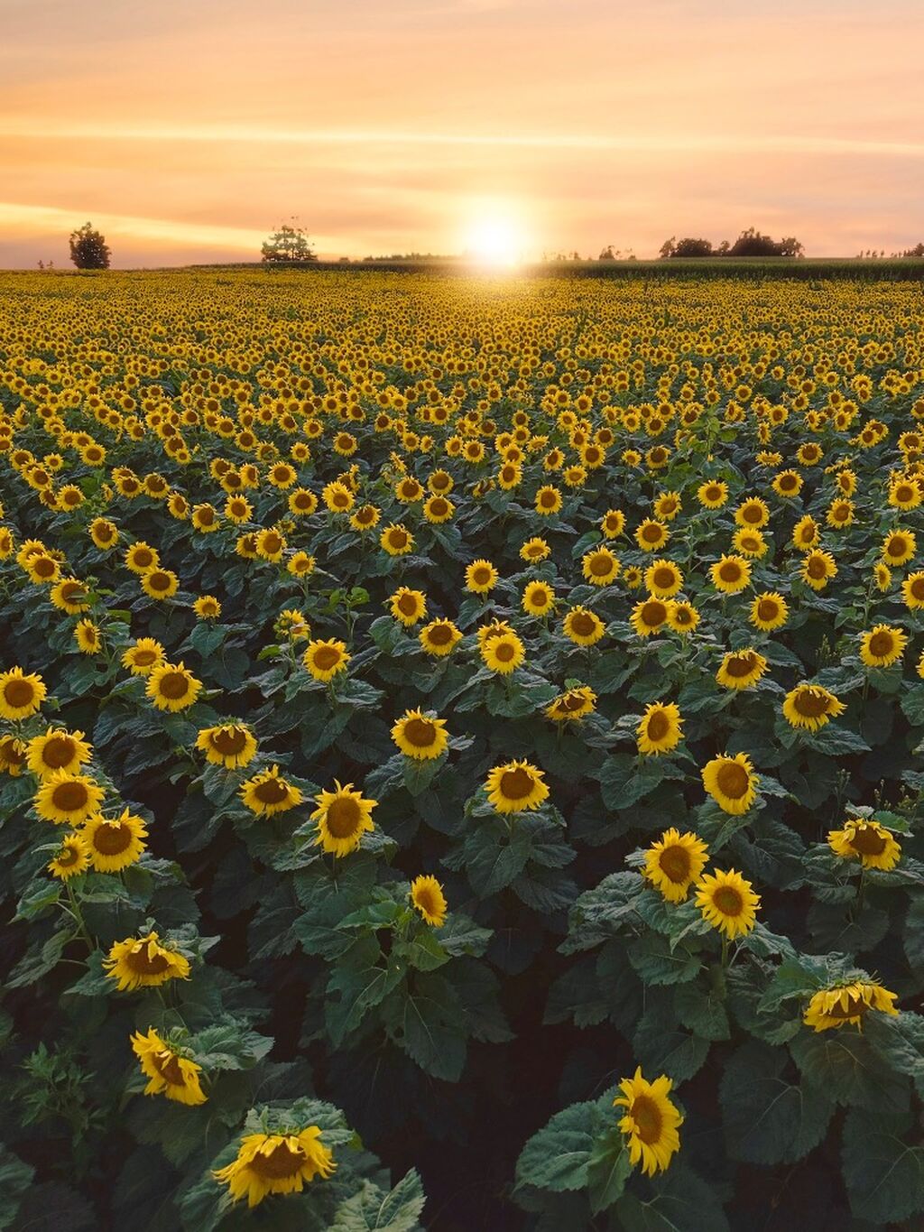 The Sunflower Farm