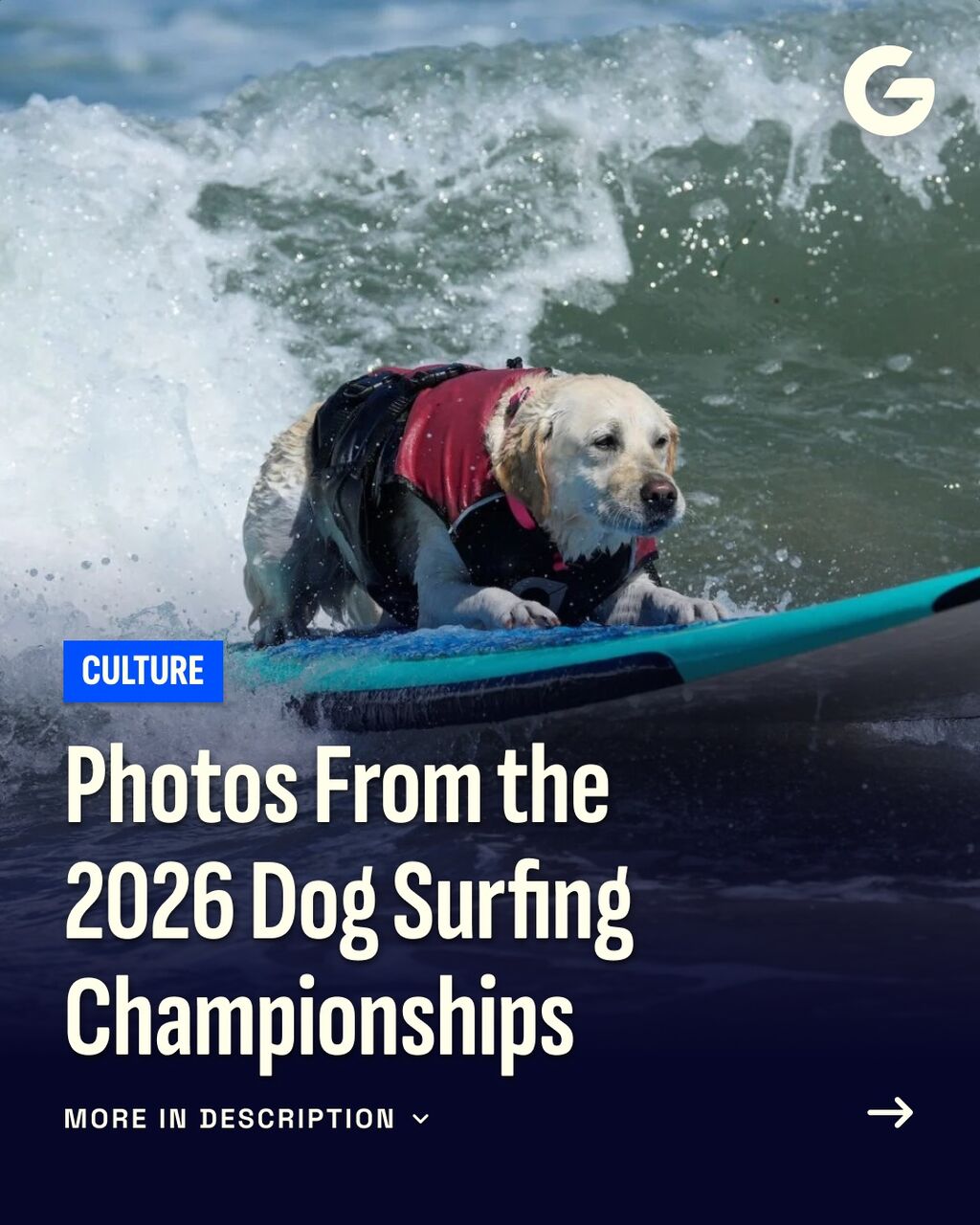 Here&rsquo;s 15 Photos From the 2026 Dog Surfing Championships