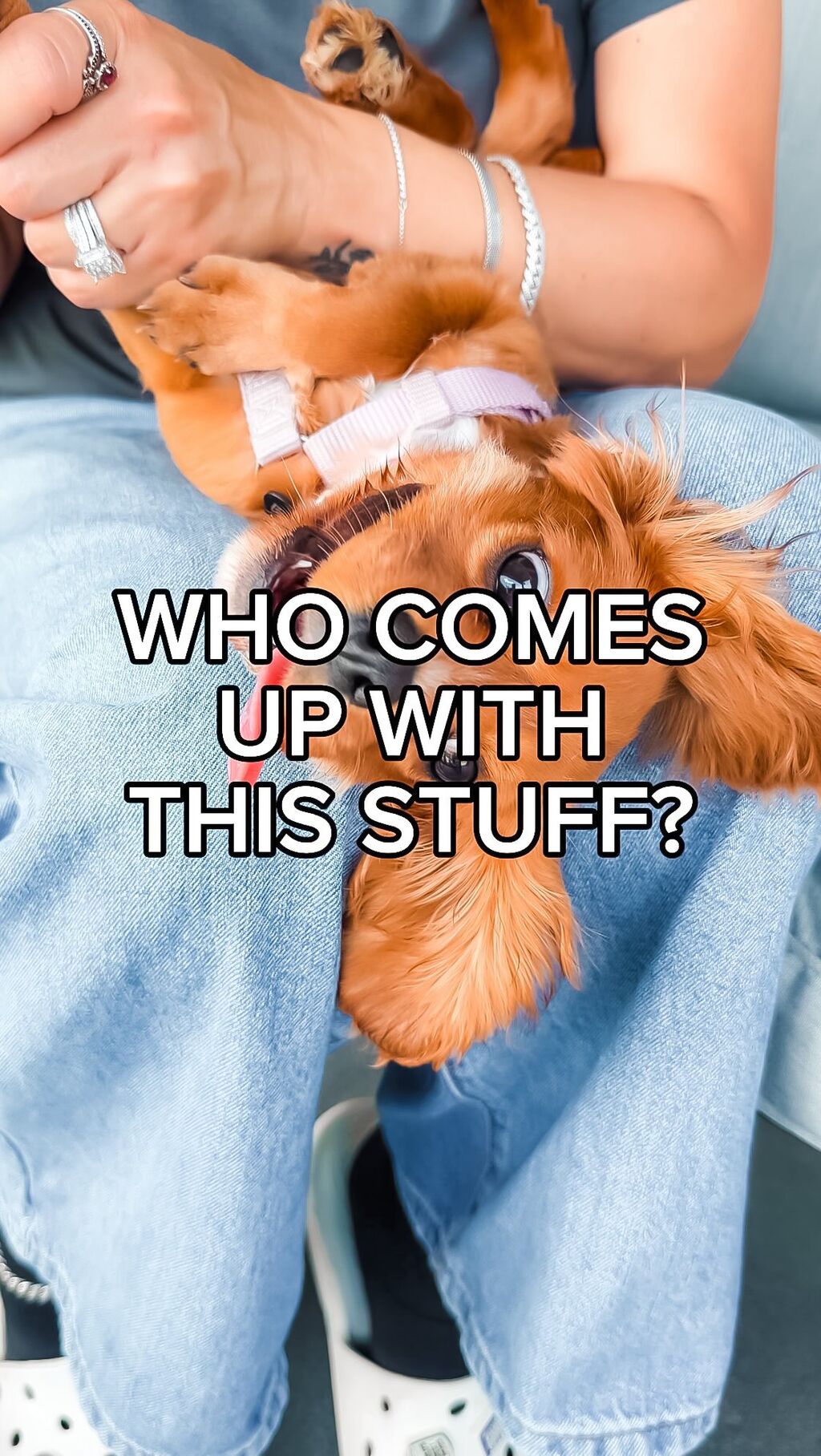 PET GROOMING MUST HAVES