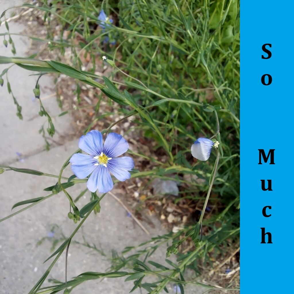 MAIA LYNAY - SO MUCH