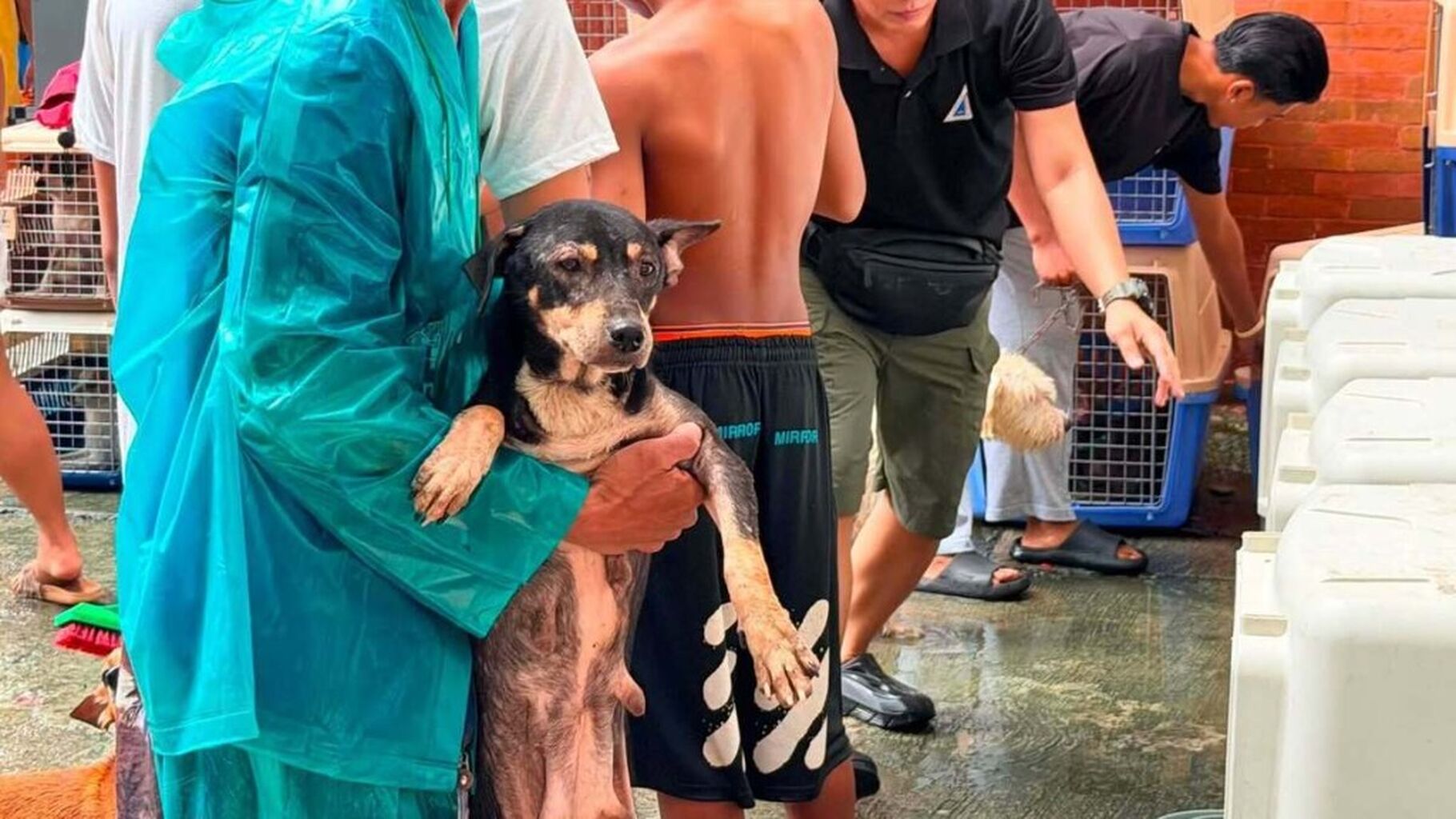 LOOK: These LGUs Are Making Room for Pets in Evacuation Centers