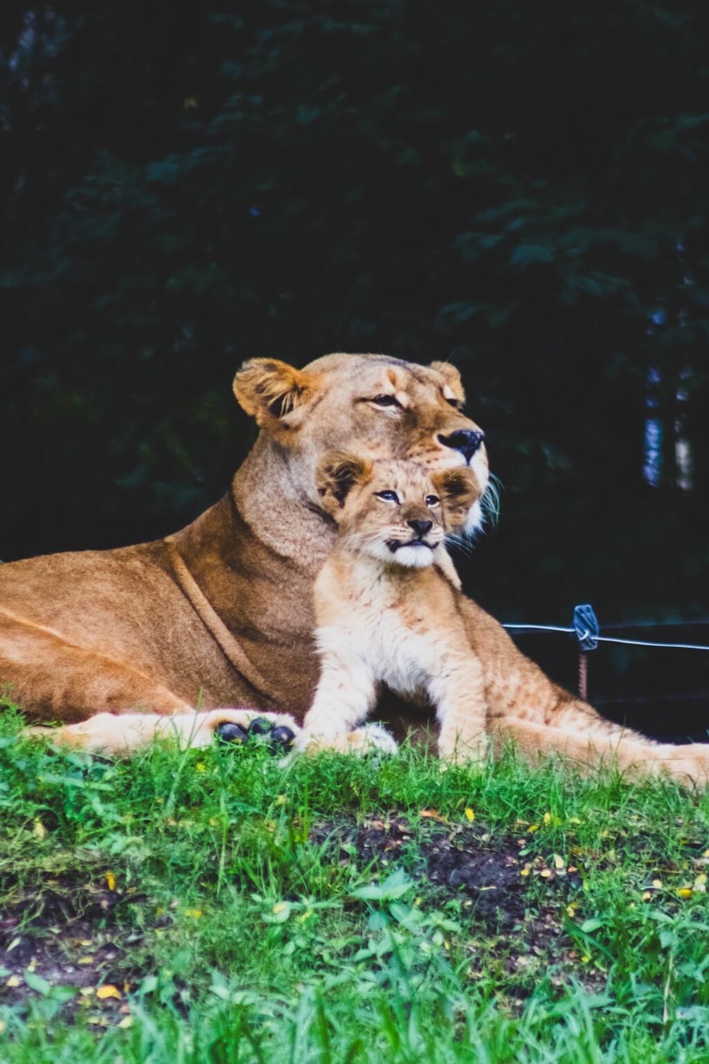 Meet Kiazi! Pittsburgh Zoo Introduces New Lion Cub to the Public
