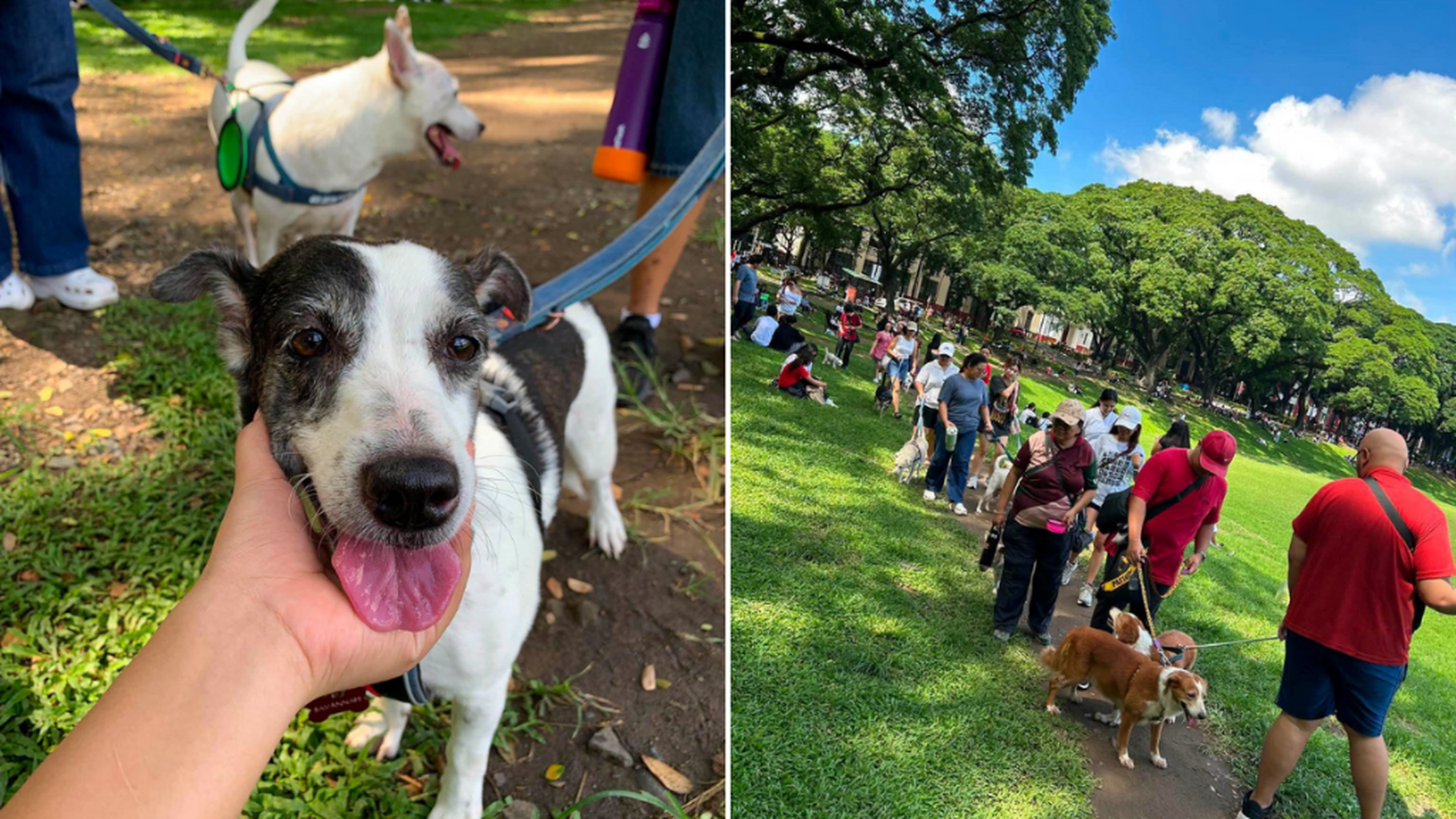 PSA: UP Diliman Is Holding an Alumni Dog Walk This October