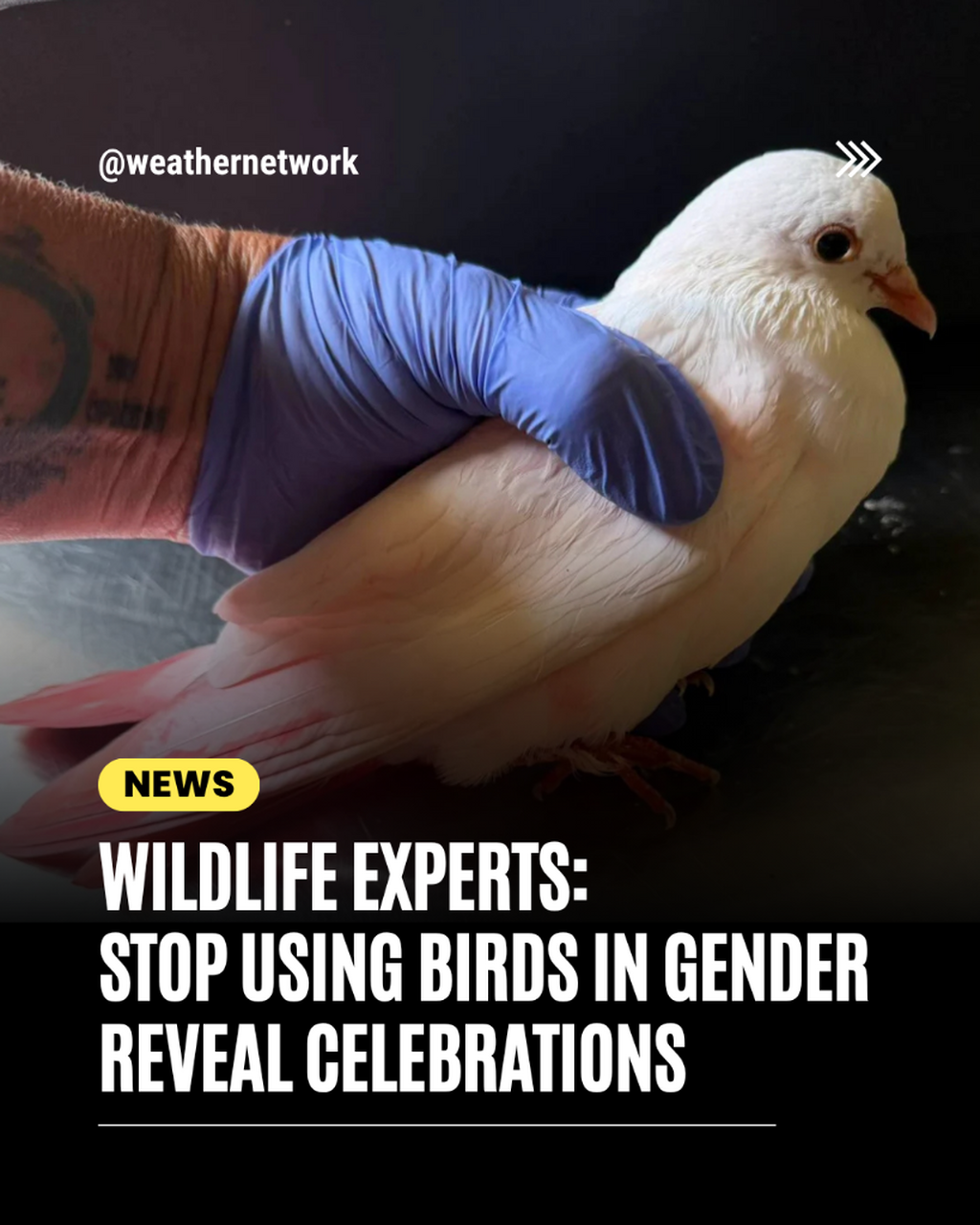  Stop using birds in your gende Stop using birds in your gender reveal ceremonies, wildlife experts sayr reveal ceremonies, wildlife experts say