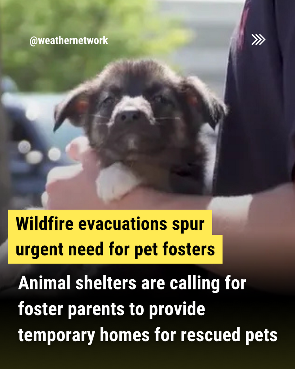 Wildfire evacuations spur urgent need for pet fosters