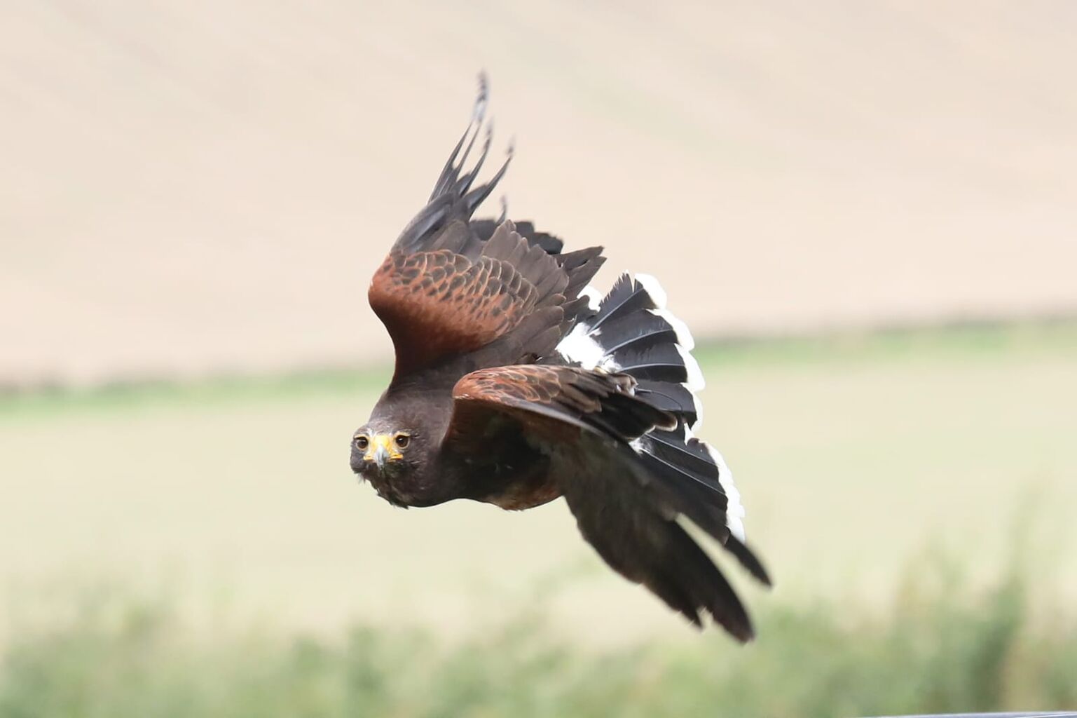 Woodland Hawk Walk Experience in UK