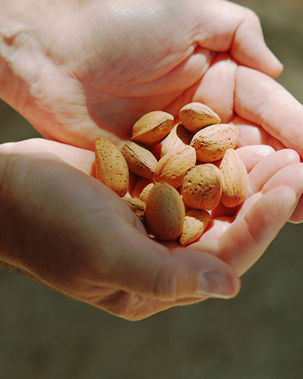 Harvest Palestine 2026