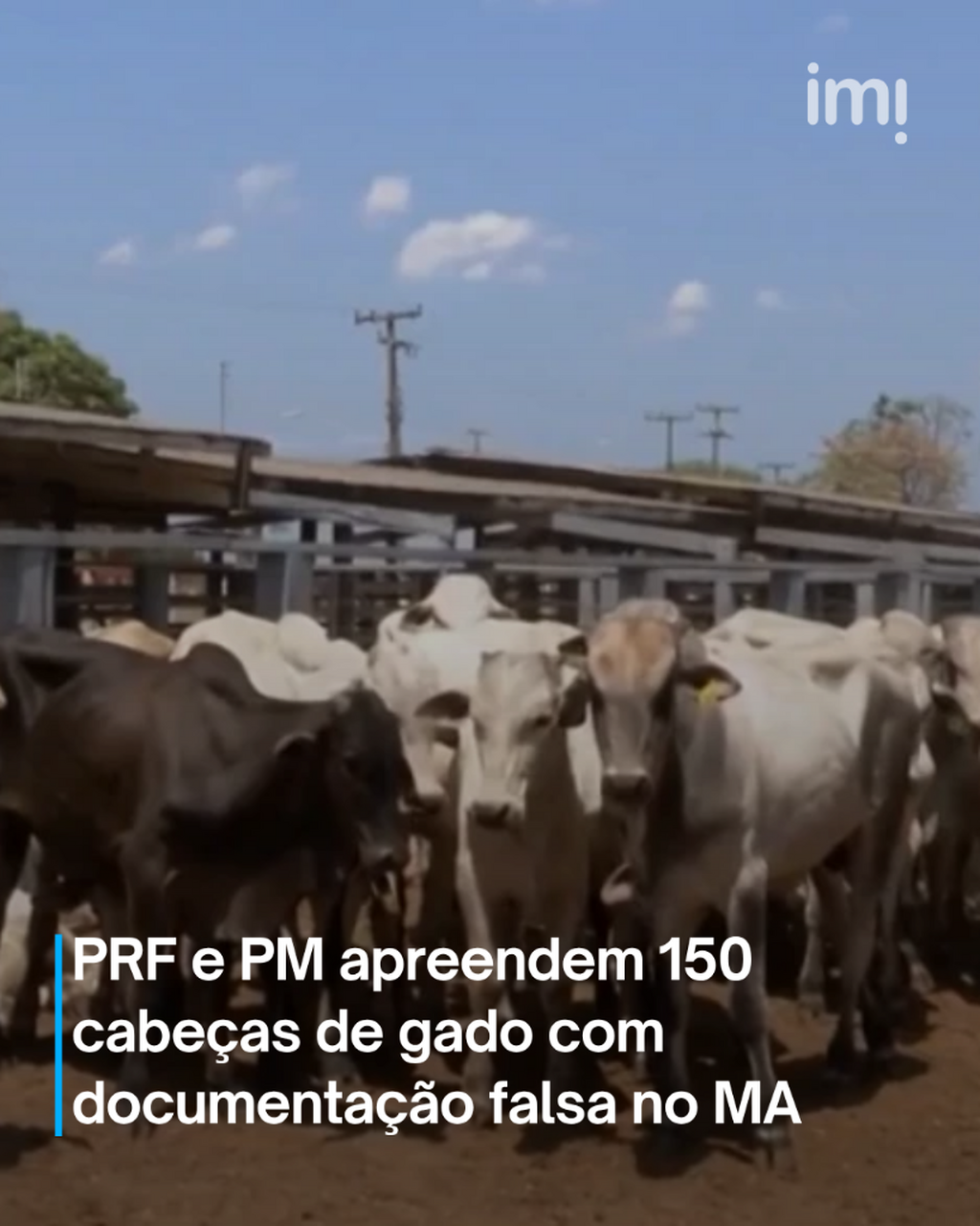 PRF e PM apreendem 150 cabe&ccedil;as de gado com documenta&ccedil;&atilde;o falsa em Porto Franco