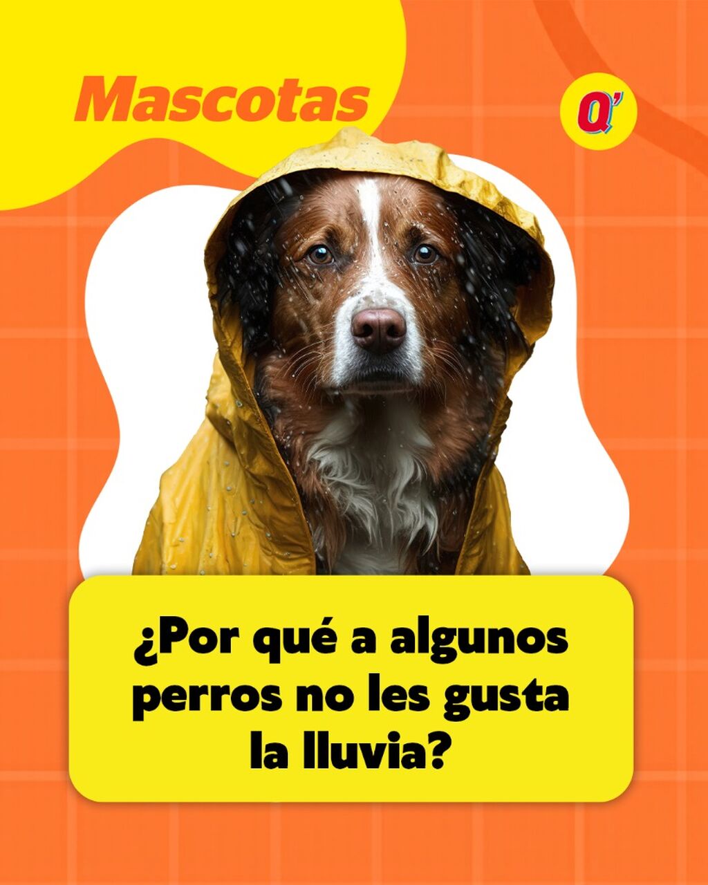 &iquest;Por qu&eacute; a tu perro no le gusta salir a pasear bajo la lluvia? Aqu&iacute; te lo contamos