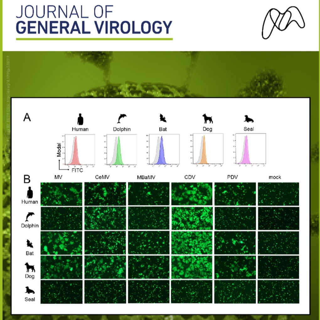 JMM Morbillivirus study