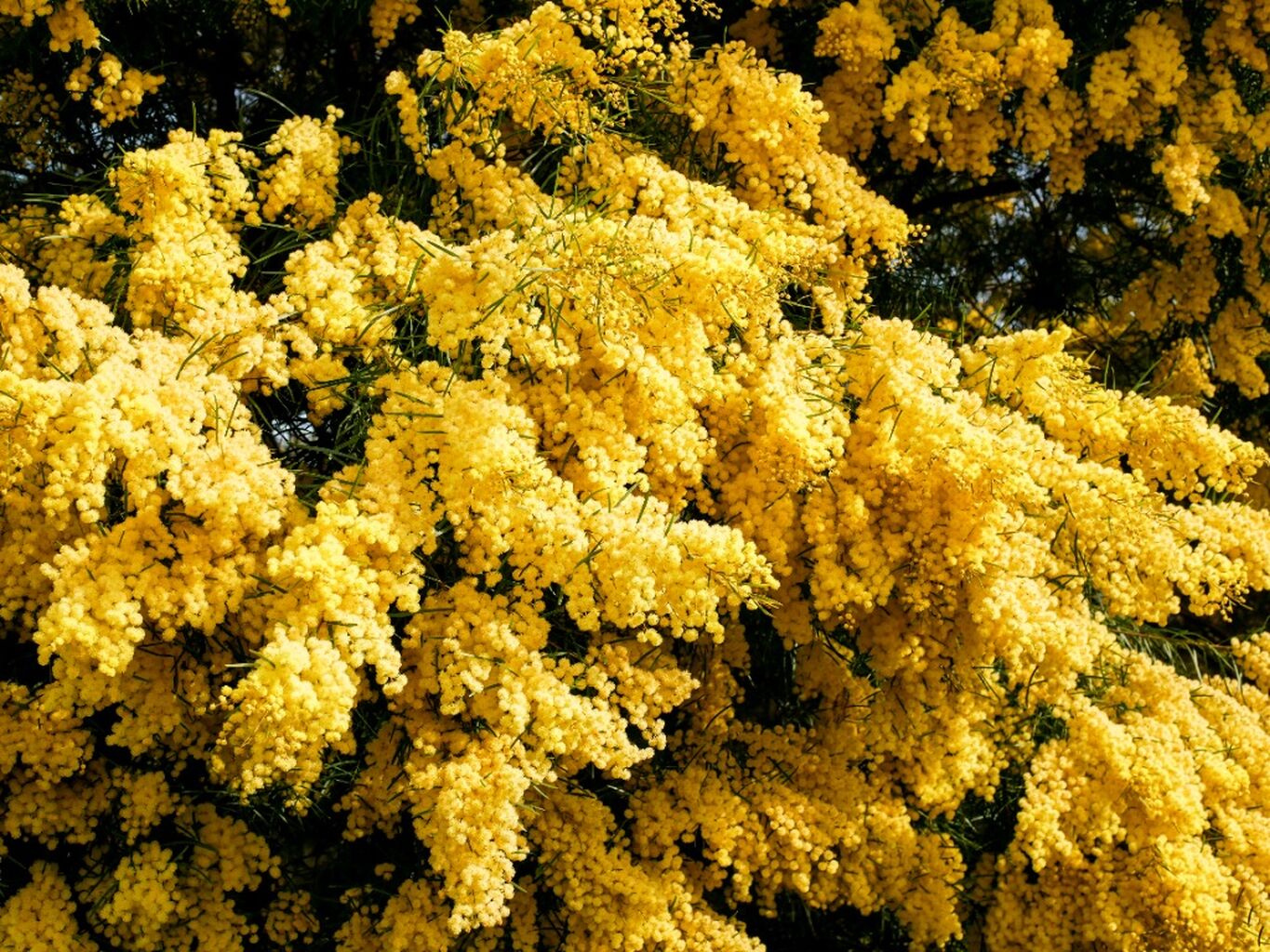 🚶 Wattle Walk