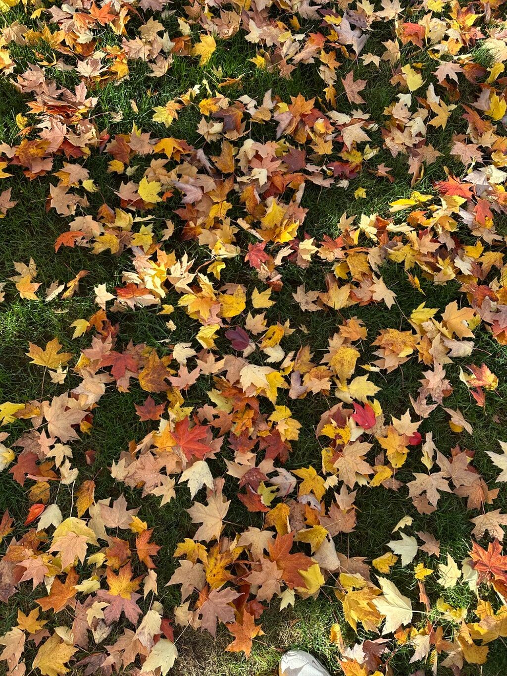 🍂💛RELEASE: October Retreat in Gold Bar 💛🍂