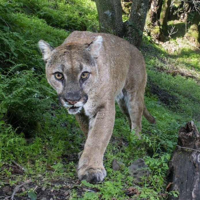 October 8 Exhibition Opening: Wildlife Diaries