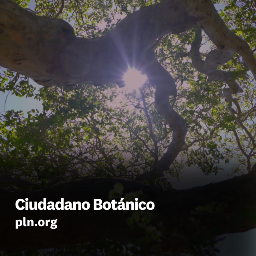 Ciudadano Bot&aacute;nica 