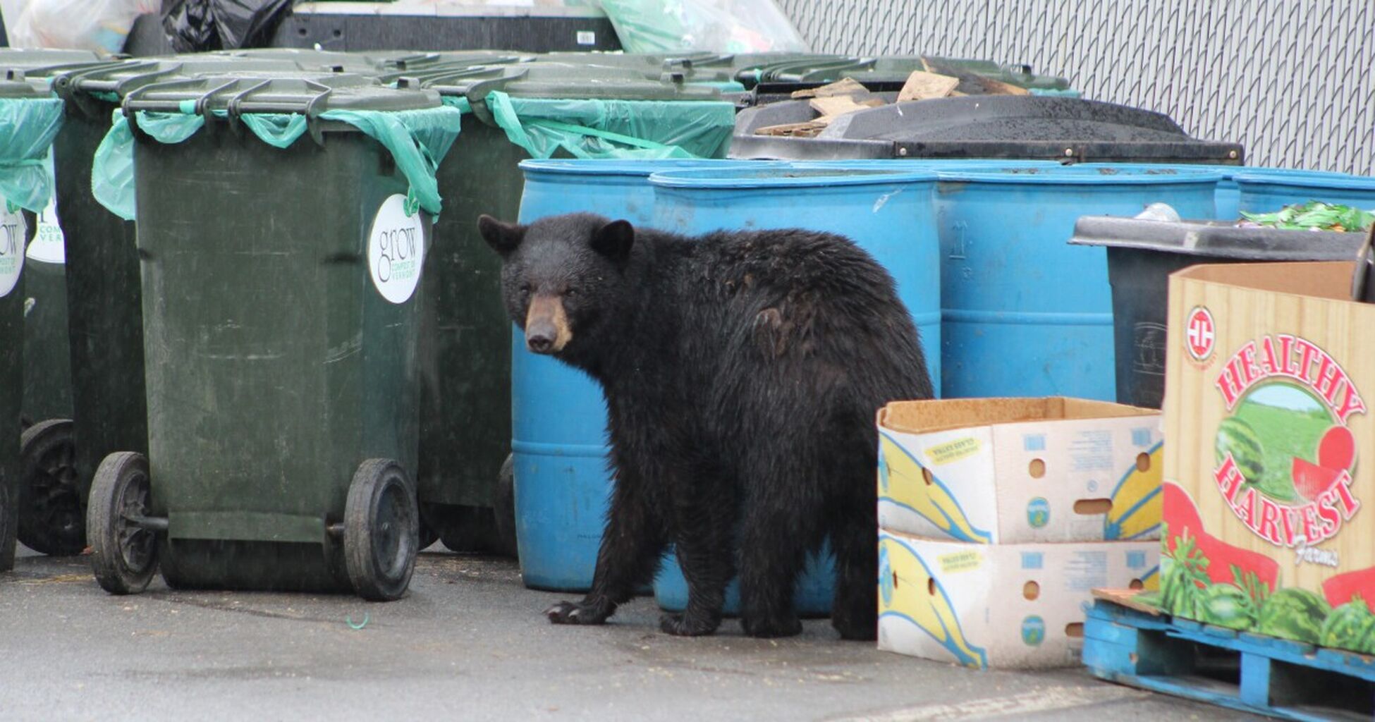 Vermont&rsquo;s bear population is booming. So is conflict with humans