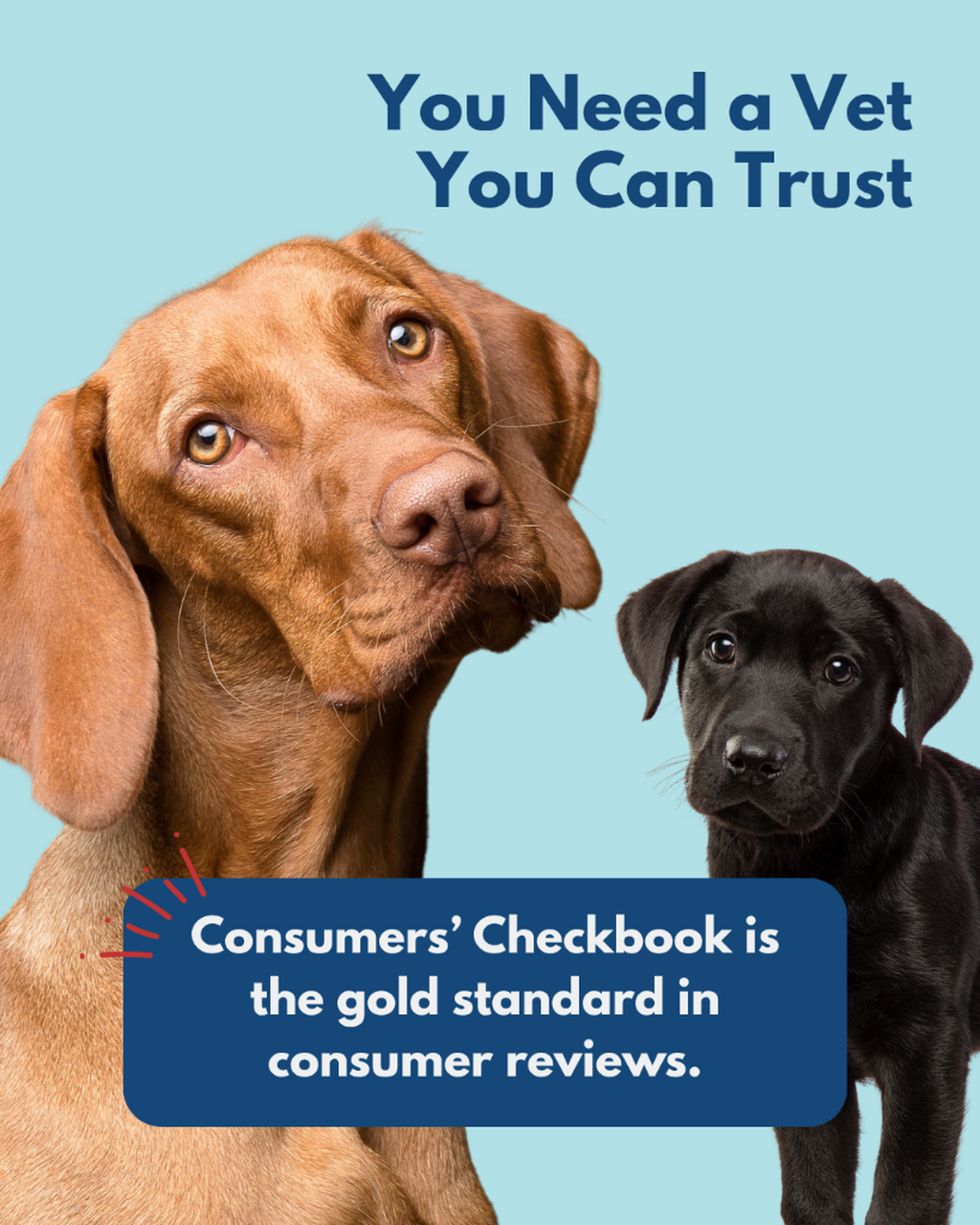 National Dog Day - Pet Advice and Ratings Hub