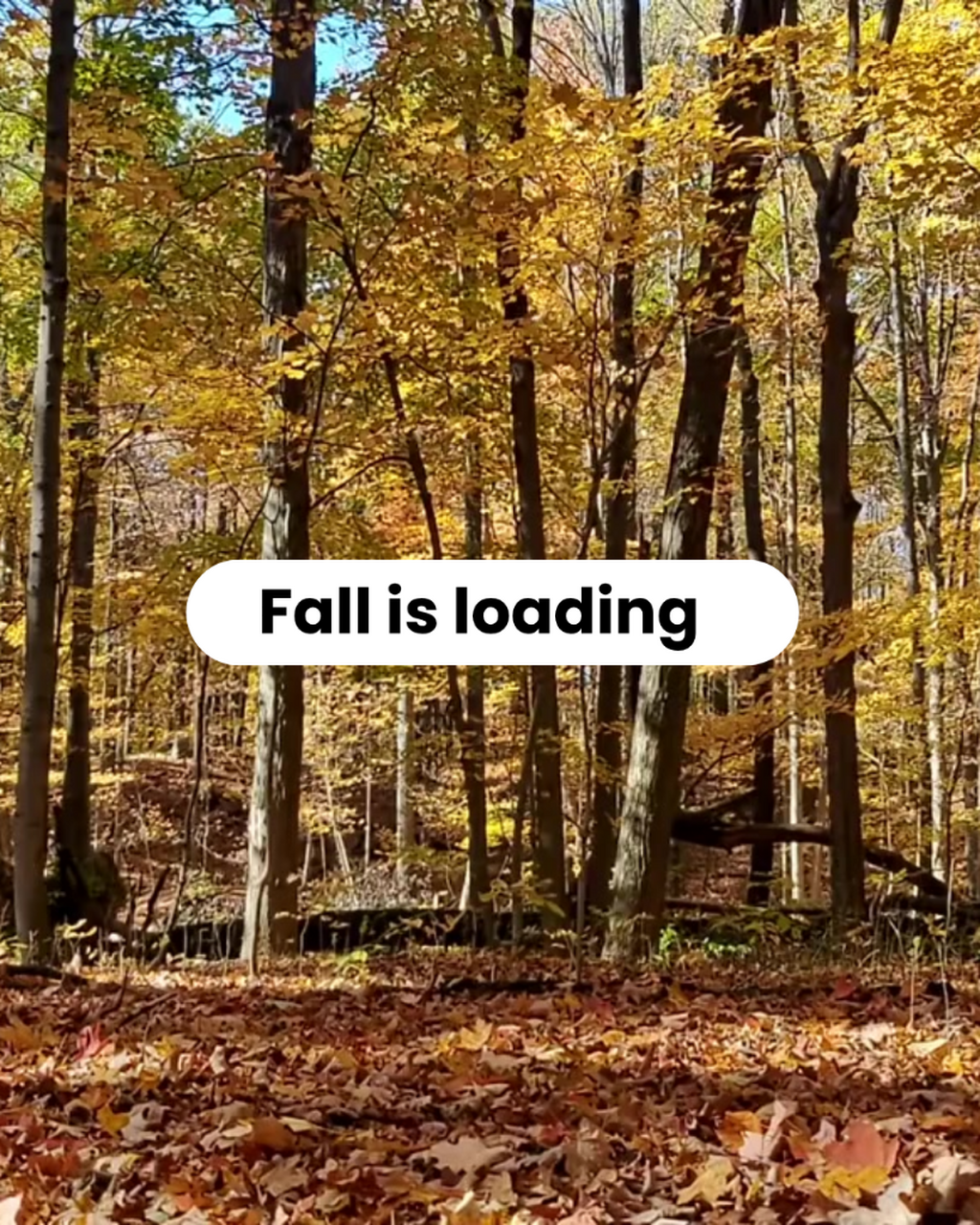 Why do leaves change colour in the fall?