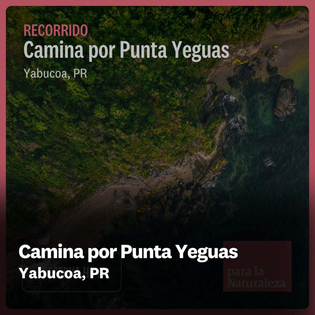 Camina por Punta Yeguas