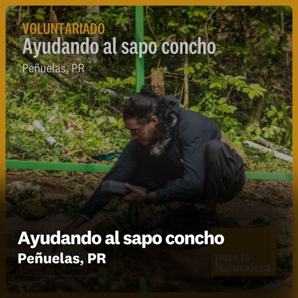 Ayudando al sapo concho