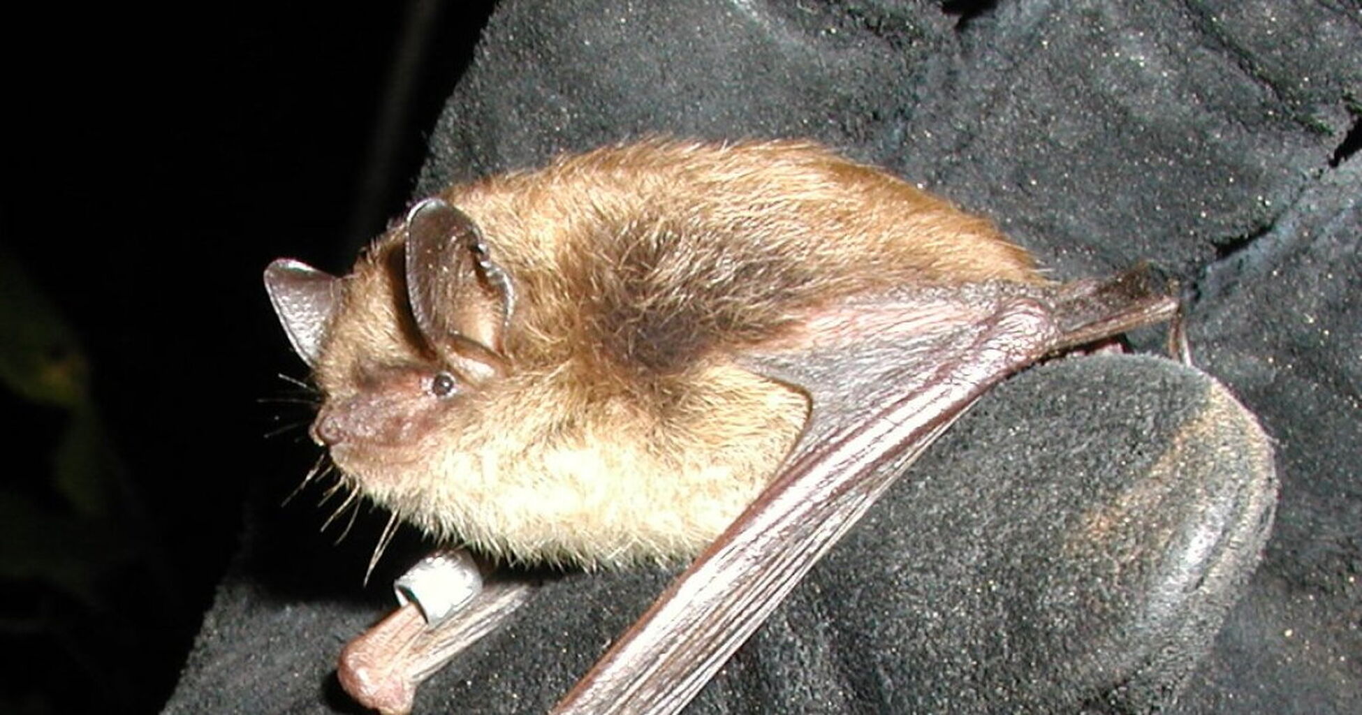 Bats don&rsquo;t get cancer like humans do. Vermont scientists helped uncover one possible explanation 