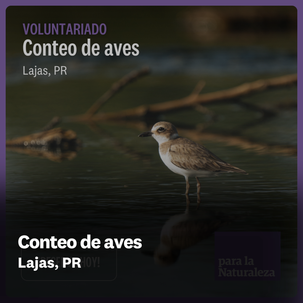 Conteo de aves