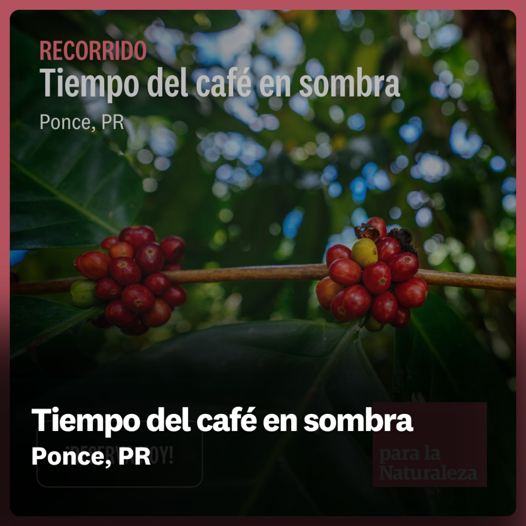 Tiempo del caf&eacute; en sombra
