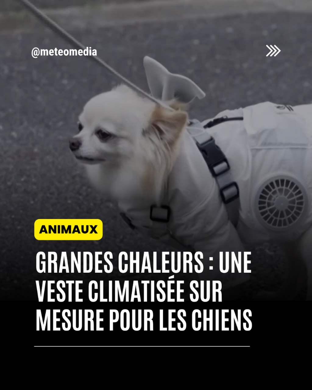 Une veste climatis&eacute;e pour les chiens