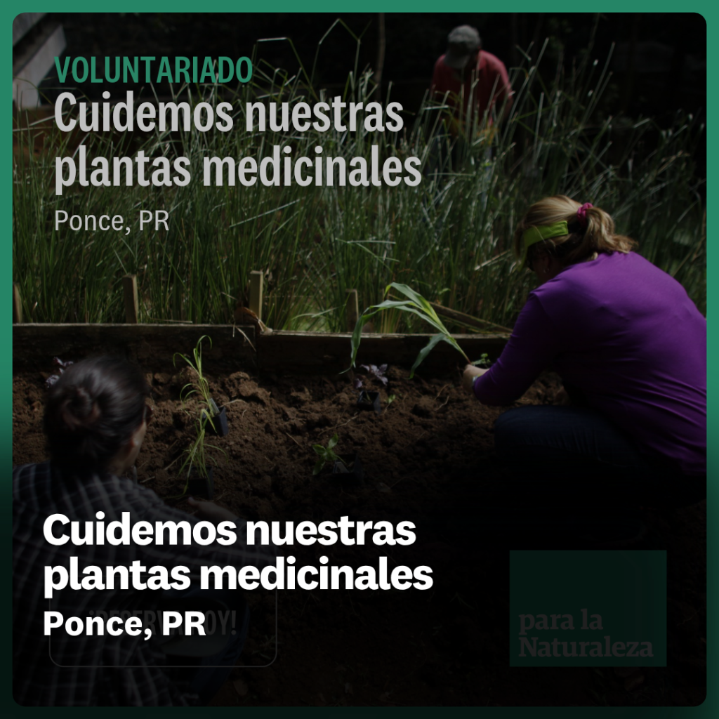 Cuidemos nuestras plantas medicinales 