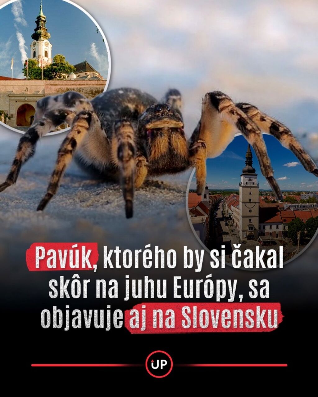 Juhorusk&uacute; tarantulu už zaznamenali v Trnave, Nitre či okol&iacute; Dunaja. 