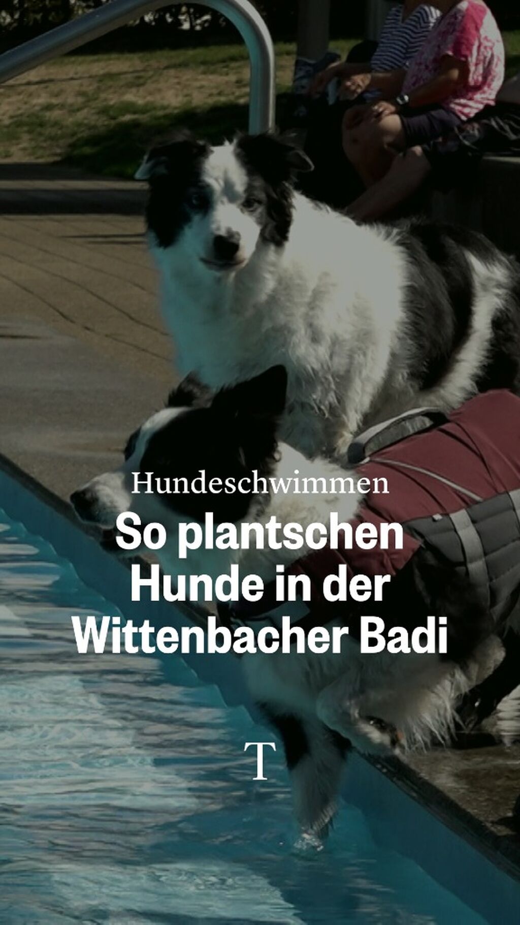 So plantschen Hunde in der Wittenbacher Badi