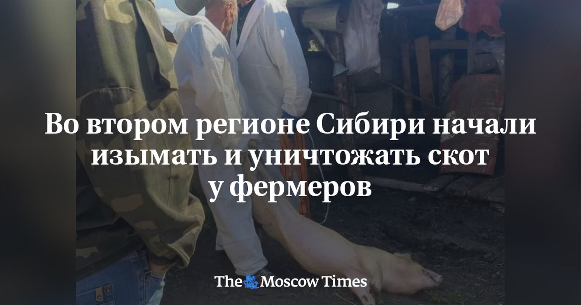 Во втором регионе Сибири начали изымать и уничтожать скот у фермеров