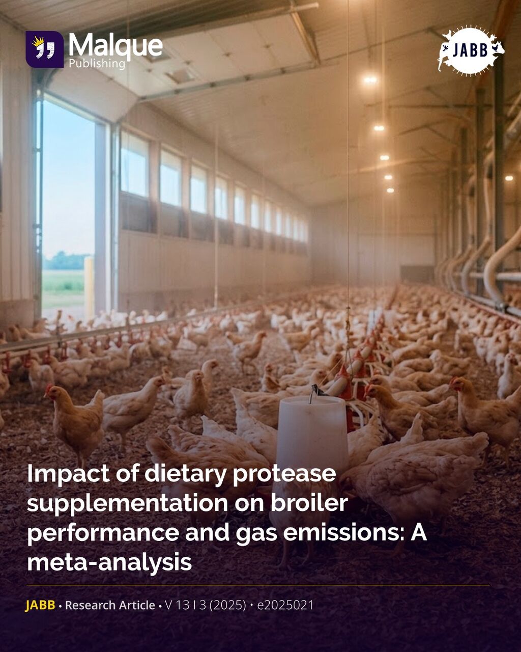 🐔 Does a better-fed chicken mean cleaner air in the barn?