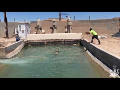 Rescuing Trapped Mule Deer with Donald!