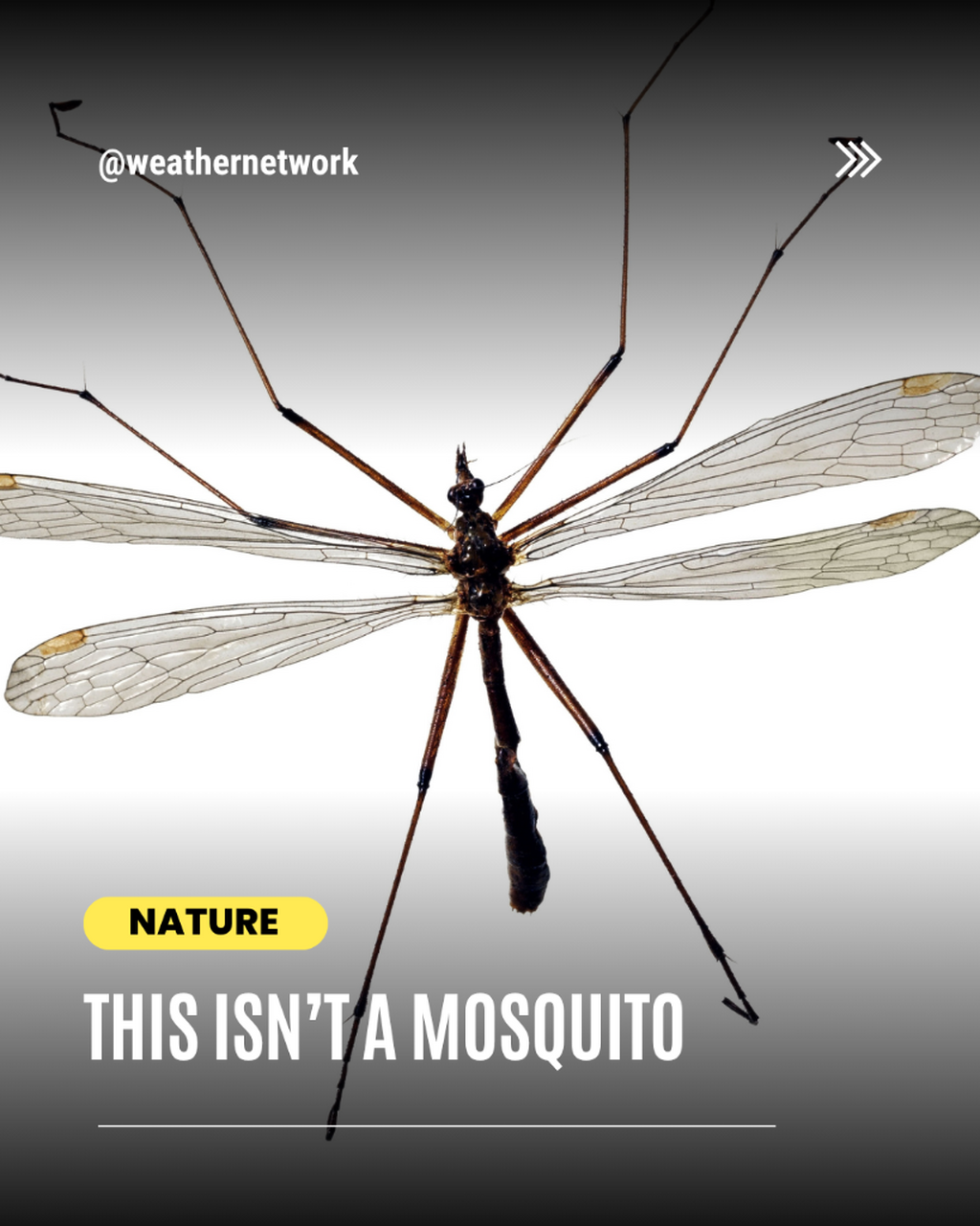 This giant bug isn&rsquo;t a mosquito