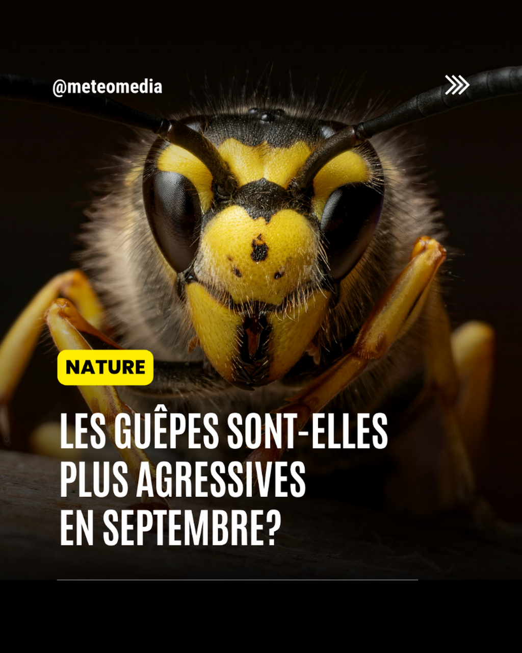 Les gu&ecirc;pes sont-elles plus agressives?